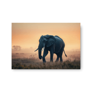 høykvalitets lerretsbilde elefant i afrikansk savanne